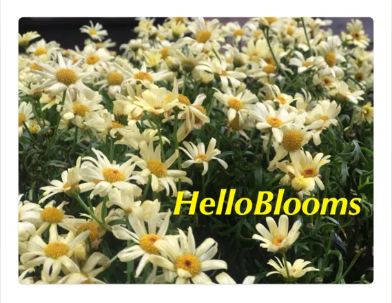 OnlyFans account  helloblooms header 2