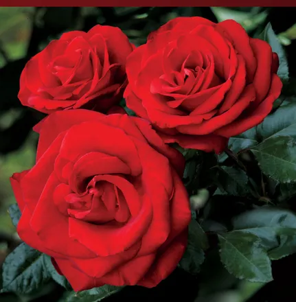 OnlyFans cuenta empressmystikrose header 2