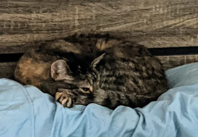 OnlyFans cuenta spiffy_kitty header 2
