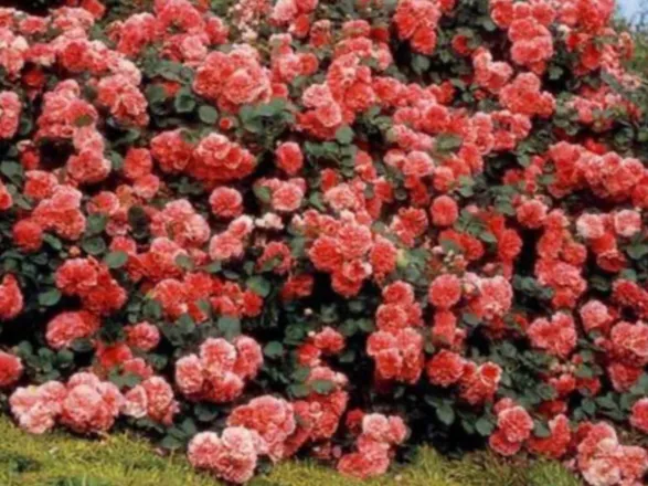 OnlyFans cuenta flowerk2 header 2