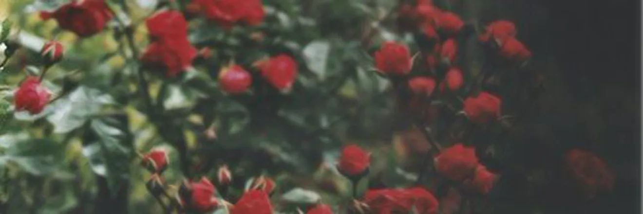OnlyFans cuenta raveninsanity header 1
