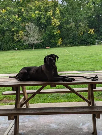 OnlyFans cuenta guardiandogtraining header 2