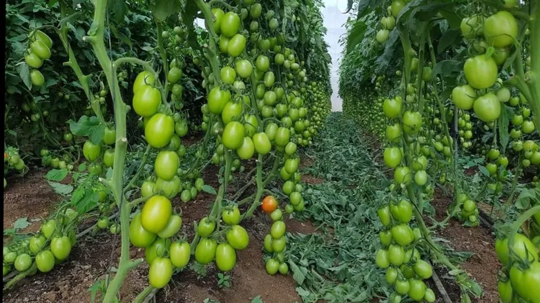 OnlyFans cuenta agriculturevalley header 2