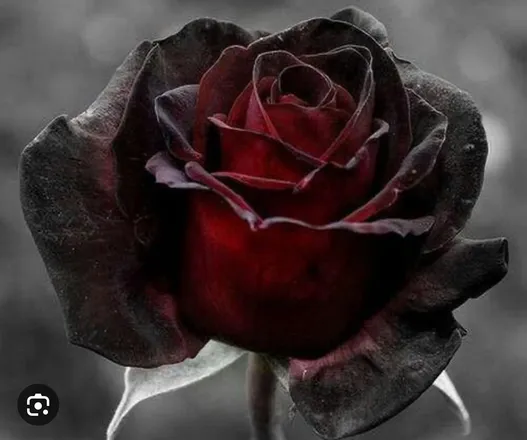 OnlyFans cuenta hollyheartvips header 2