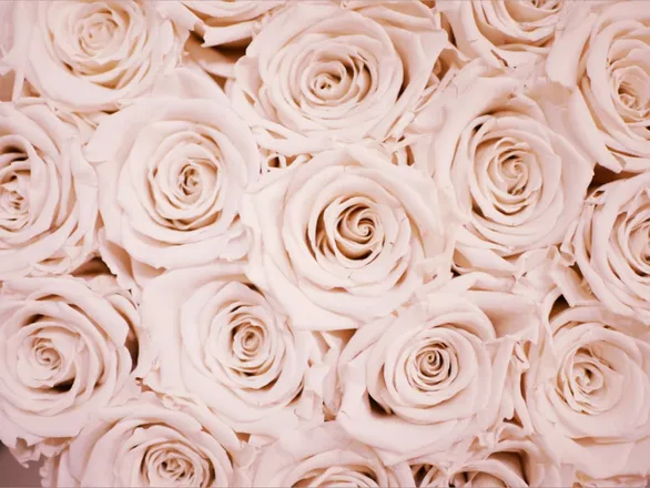 OnlyFans cuenta rosepamelarose header 2