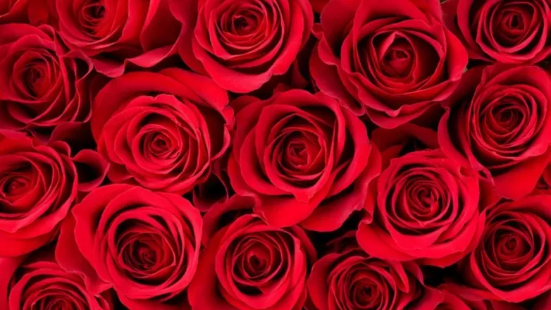 OnlyFans cuenta sierrarose1007 header 2