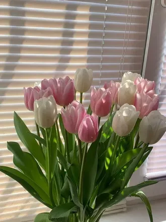 OnlyFans cuenta mtulipas header 2