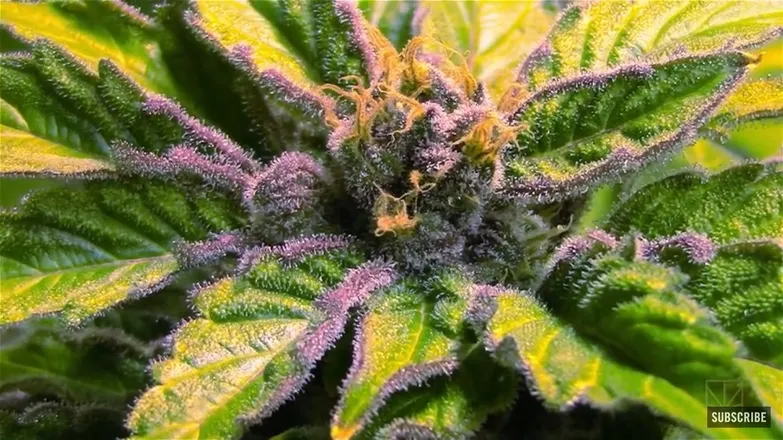 OnlyFans account  stoner.girlie header 2
