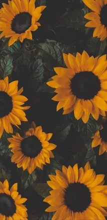 OnlyFans cuenta sunflower8389 header 2