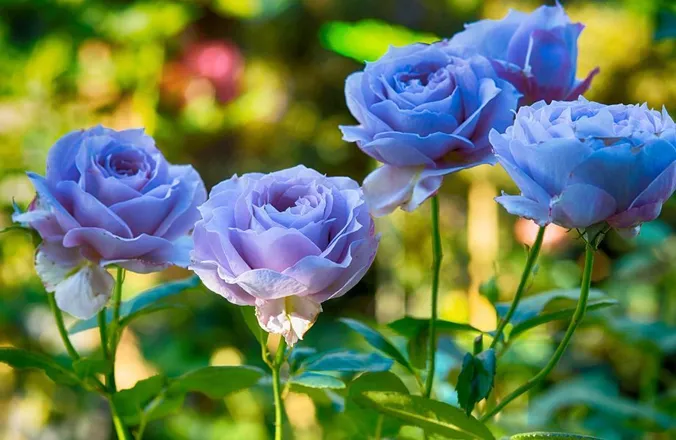 OnlyFans cuenta sinfulxrose header 2