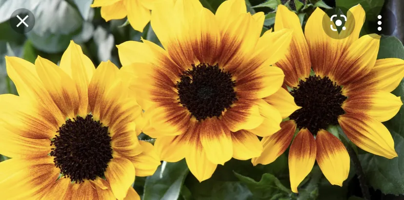 OnlyFans cuenta juciysunflower header 2