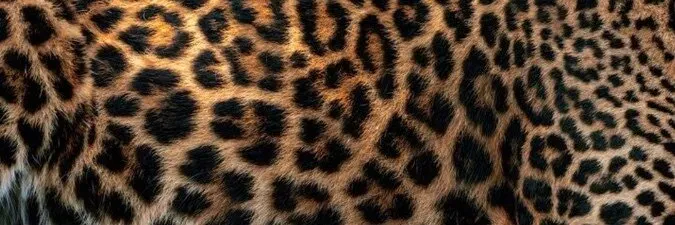 OnlyFans cuenta dagodddess header 2