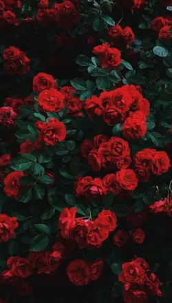 OnlyFans cuenta theonlykmm header 2