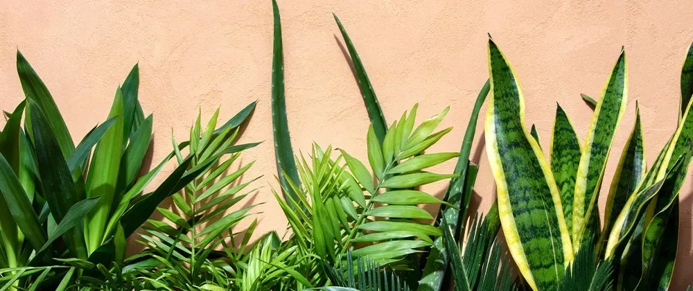 OnlyFans cuenta photosynthethighs header 1