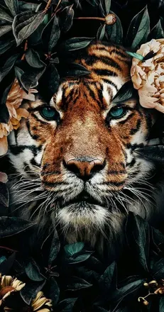 OnlyFans cuenta tigerliz header 2