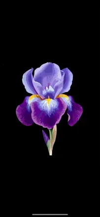 OnlyFans cuenta purple-iris avatar 1