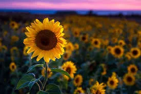 OnlyFans cuenta sunflowerskies header 2