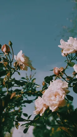 OnlyFans cuenta xsunshinebby header 2