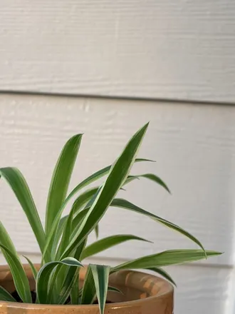 OnlyFans cuenta spiderplantbaby header 1