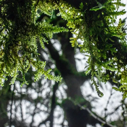 OnlyFans cuenta treestar_n header 2