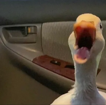 OnlyFans cuenta pato_theduck header 2