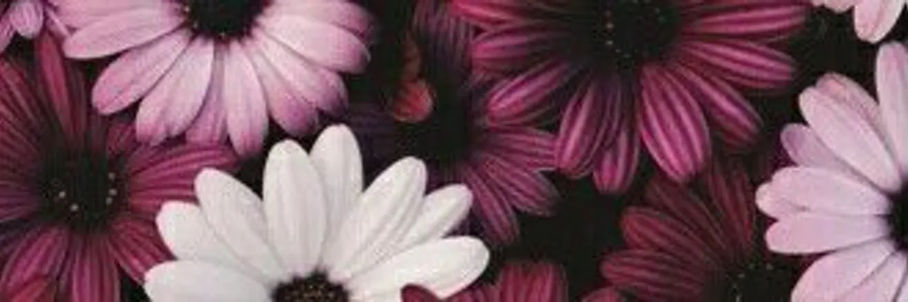 OnlyFans cuenta alejjcobian header 2
