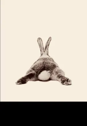 OnlyFans cuenta rabbit1691 header 2