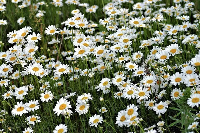 OnlyFans cuenta daisy.baby header 2