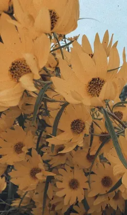 OnlyFans cuenta zeppelincherub header 2