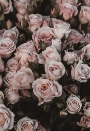 OnlyFans cuenta ciarrarose header 2