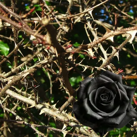 OnlyFans cuenta delicate_thorn header 2