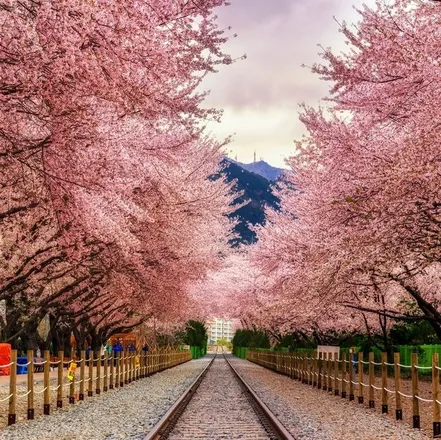 OnlyFans cuenta cherry_blossom_tree1 header 2