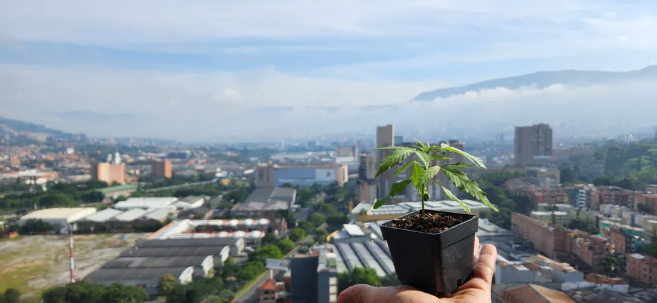 OnlyFans cuenta groweedsonbalcony header 2