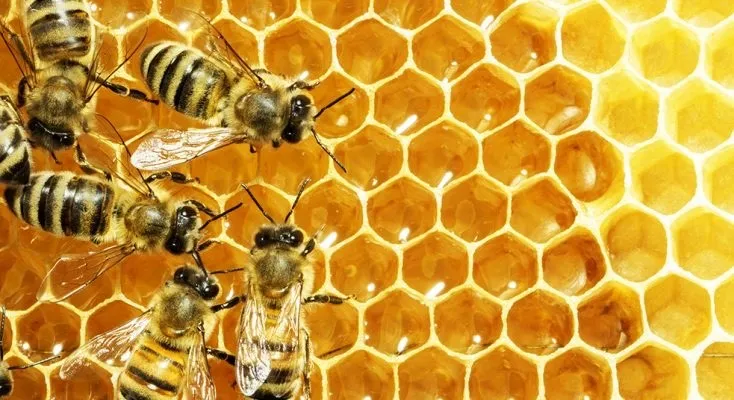 OnlyFans cuenta honeybeeblues header 2