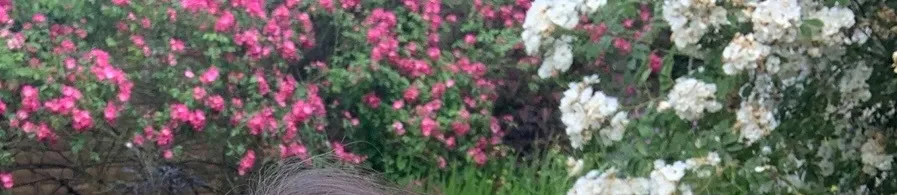 OnlyFans account  the_garden_of_evie header 2