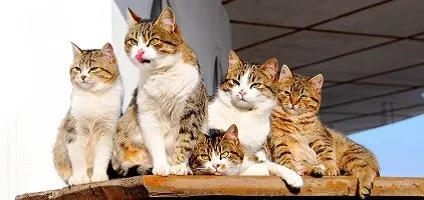 OnlyFans cuenta fatcatttttttttt header 2