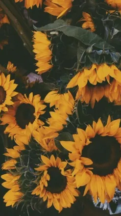 OnlyFans account  sunflowerlovergirl header 1