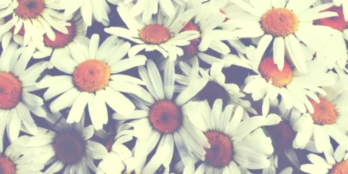 OnlyFans cuenta xoxo.arii header 2