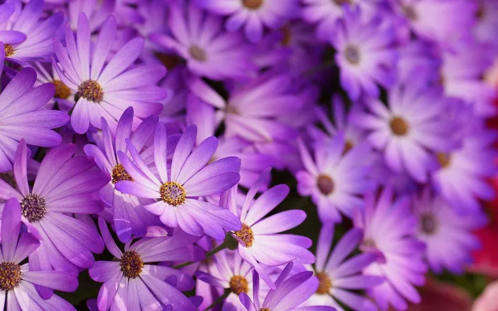 OnlyFans cuenta marigold_angel header 2