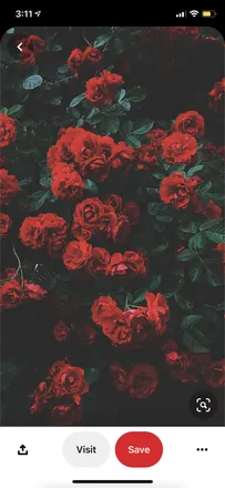 OnlyFans cuenta roseletrose header 2