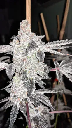 OnlyFans account  tretheplug header 2