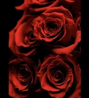 OnlyFans cuenta rosev203 header 2