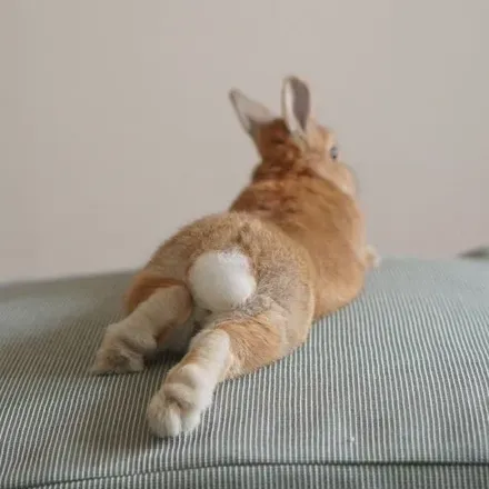 OnlyFans cuenta abunny.paws avatar 1