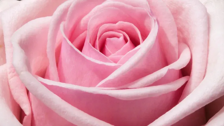 OnlyFans cuenta femprincess header 2