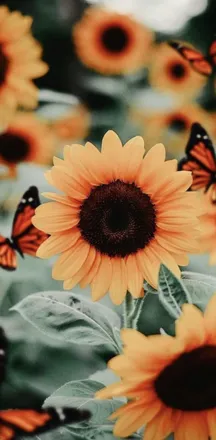 OnlyFans account  sunflowerrd header 2