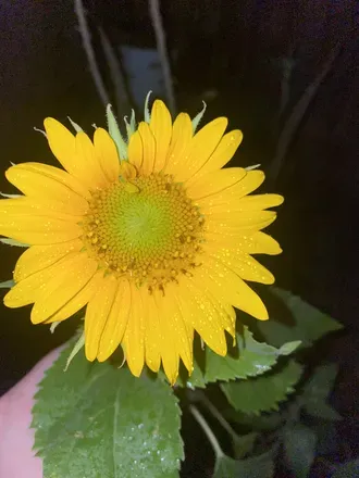 OnlyFans cuenta sunflowerladii header 2
