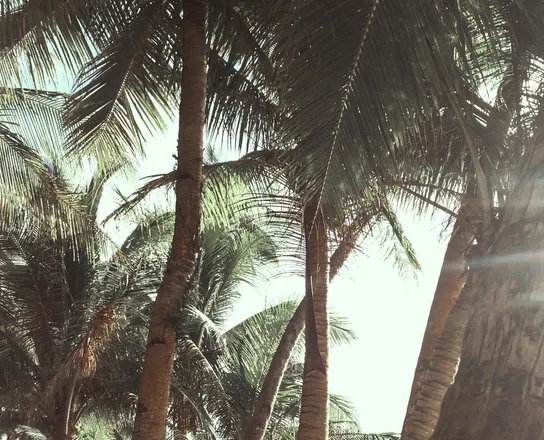 OnlyFans cuenta island_king header 1