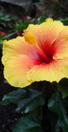 OnlyFans account  countrygirlc95 header 2