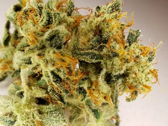 OnlyFans cuenta growcannabis avatar 1