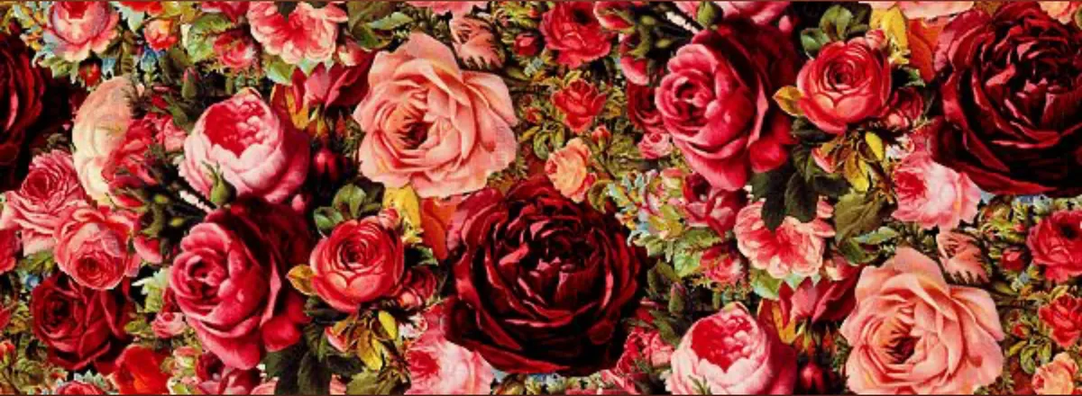 OnlyFans cuenta xoclair_rose header 2